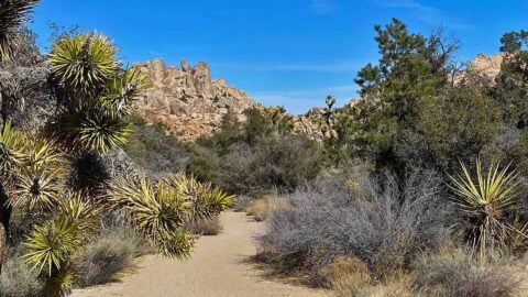 Hike Willow Hole (Joshua Tree)
