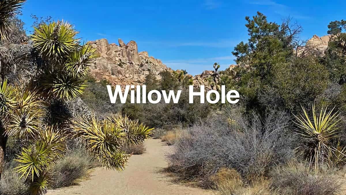Hike Willow Hole (Joshua Tree)