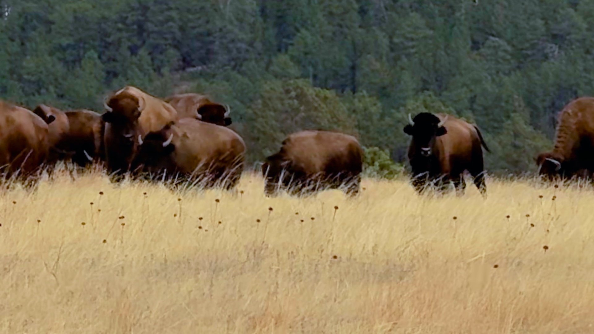 Lookout Point Trail: Wind Cave Bison Hike