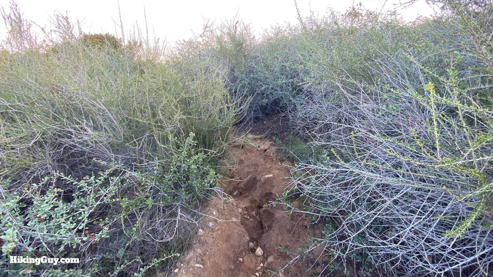 Wisdom Tree Hike Directions 42