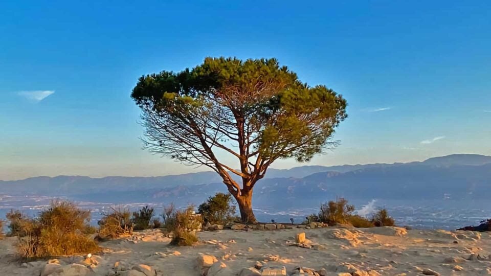 Wisdom Tree Hike Featured