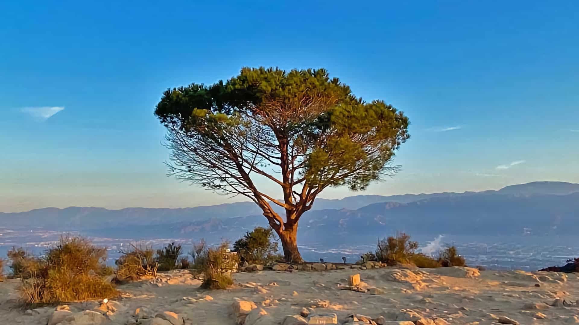 Wisdom Tree Hike (+ Cahuenga Peak and Hollywood Sign)