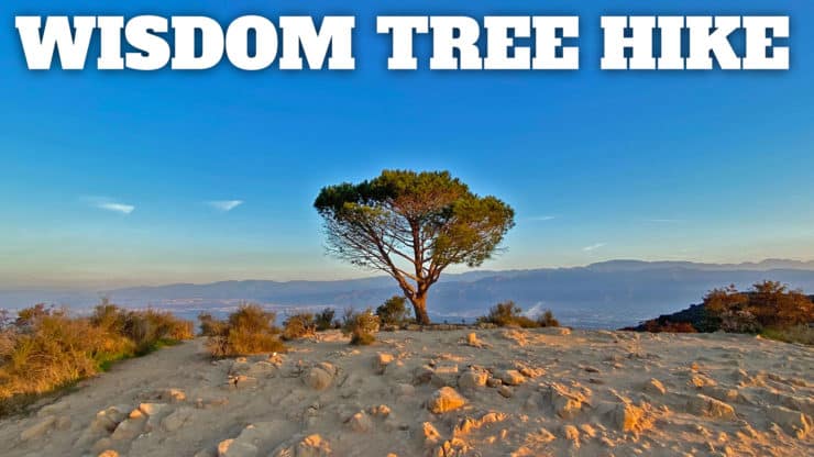 Wisdom Tree Hike (+ Cahuenga Peak and Hollywood Sign)