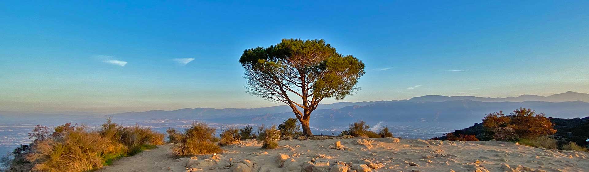Wisdom Tree Hike